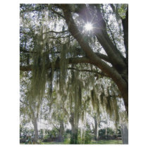 Southern Moss letterhead