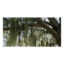 Southern Moss photo cards