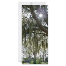 Southern Moss rack cards