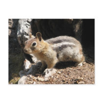 Southern Oregon Chipmunk Post Card