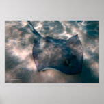 Southern Stingray Print