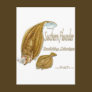 southernflounderspecies