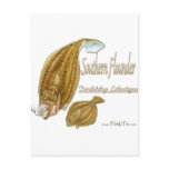 southernflounderspecies