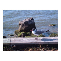 Southport, North Carolina - Seagull posters by bpgisme Southport, North Carolina - Seagull posters