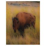 'Southwest Buffalo of the Prarie' flyers