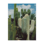 Southwest Cactus Postcard