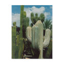Southwest Cactus postcards