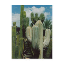 Southwest Cactus postcards