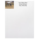 Southwest Foal Letterhead Template