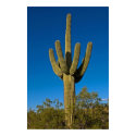 Southwestern Saguaro 3997 posters by SedonaPosters Southwestern Saguaro 3997 posters