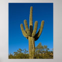 Southwestern Saguaro 3997 posters