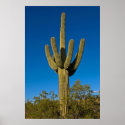 Southwestern Saguaro 3997 posters