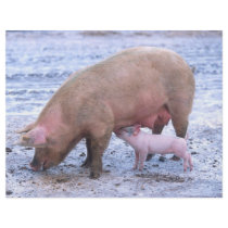Sow and piglet flyers by GPArkive Sow and piglet flyers