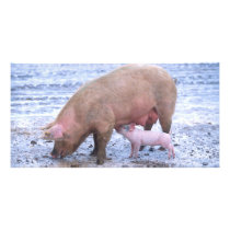 Sow and piglet photo cards by GPArkive Sow and piglet photo cards