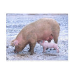 Sow and piglet post card