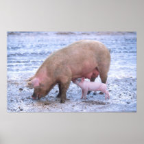 Sow and piglet posters