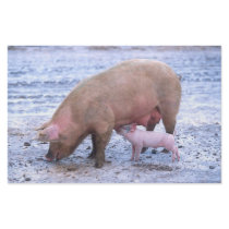 Sow and piglet stationery
