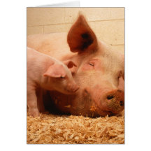 Sow and Piglets Cards