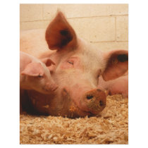 Sow and piglets flyers by GPArkive Sow and piglets flyers
