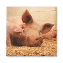 Sow and Piglets Fridge Magnet