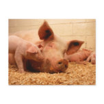 Sow and Piglets Post Card