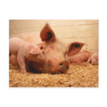 Sow and piglets postcards