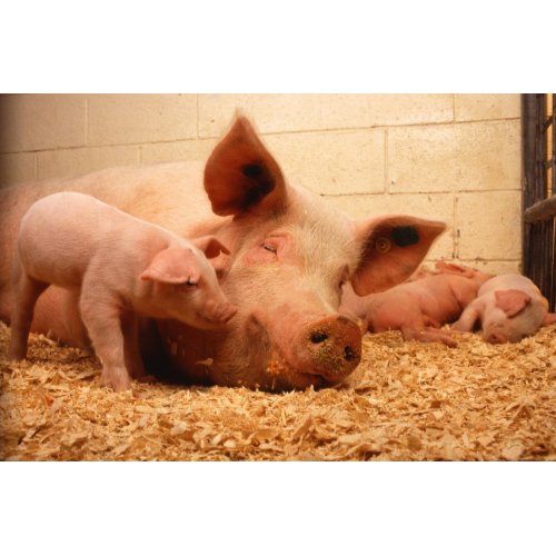 Sow and piglets print