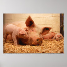 Sow and piglets posters