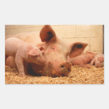Sow and Piglets Rectangular Stickers
