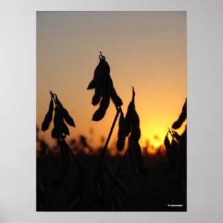 Soybeans at Sunset print