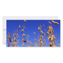 Soybeans photo cards by GPArkive Soybeans photo cards