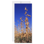 Soybeans Rack Card
