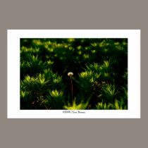 space of grass #1 posters