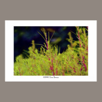 space of grass #3 posters