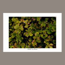 space of grass #4 posters