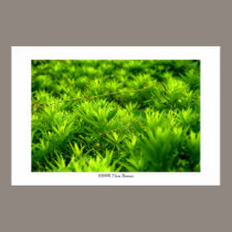 space of grass #5 posters