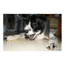 Spaghetti Dog posters
