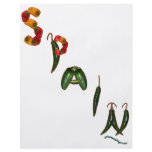 Spain Chili Peppers flyers