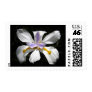 Spainish Iris