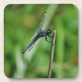 Spangled Skimmer Dragonfly