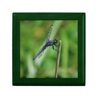 Spangled Skimmer Dragonfly