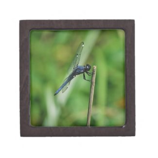 Spangled Skimmer Dragonfly