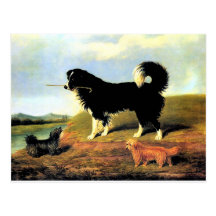 Spaniel and Two Norfolk Terriers Postcard