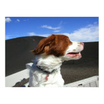 Spaniel at Craters of the moon posters by ideazoo Spaniel at Craters of the moon posters
