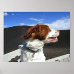 Spaniel at Craters of the moon Poster