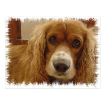Spaniel Breed Postcard
