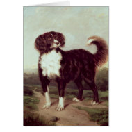 Spaniel card