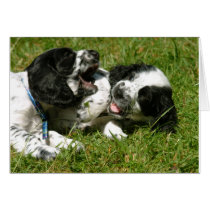 Spaniel Fun