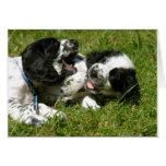 Spaniel Fun cards