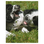 Spaniel Fun Full Color Flyer
